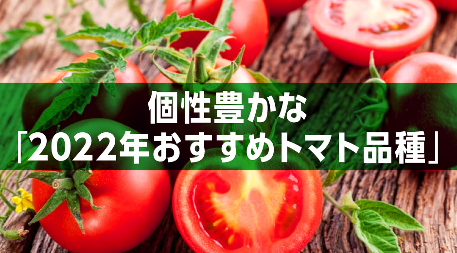 進化が止まらない！個性豊かな「2022年おすすめトマト品種」
