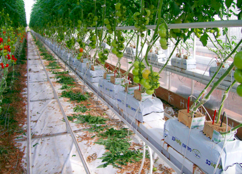 ヤシガラ培土は欧米の養液栽培で圧倒的シェア