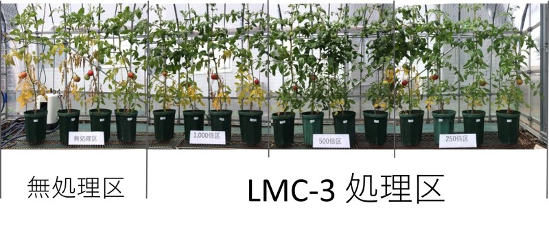トマト耐暑性